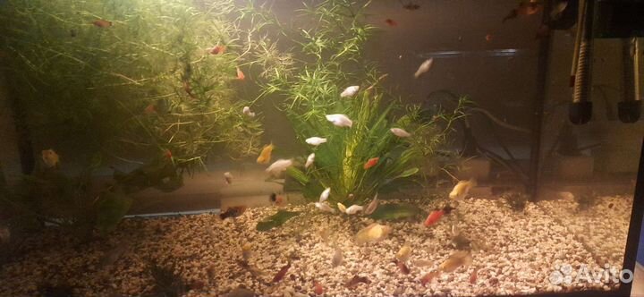 Аквариумные рыбки. Корма для рыбок