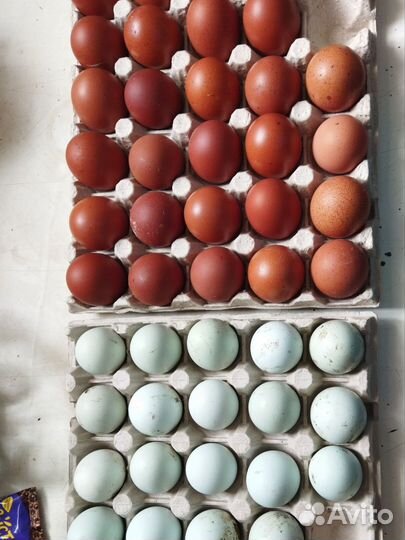 Цыплята,инкубационное яйцо маран, амеруакан