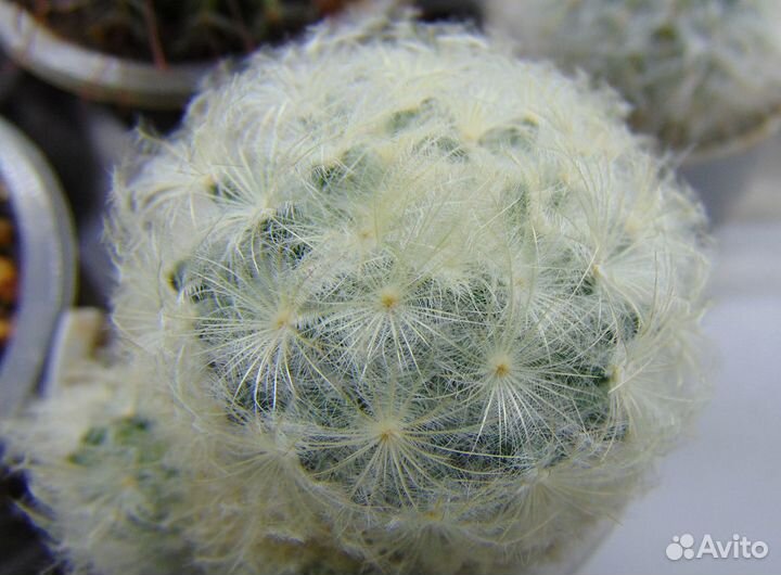 Кактусы маммилярии