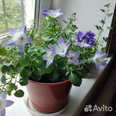 Цветы жених и невеста (кампанула)