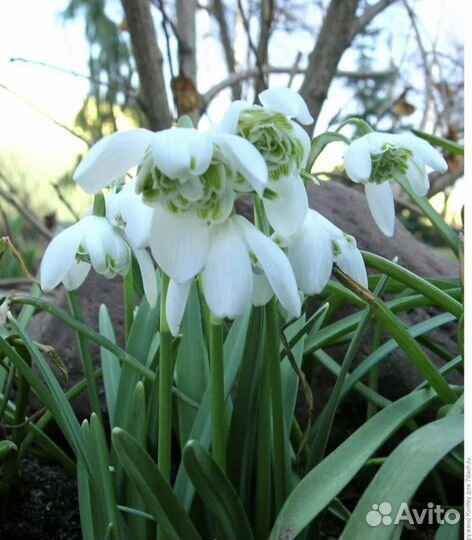 Колокольчик махровый точечный Подснежники