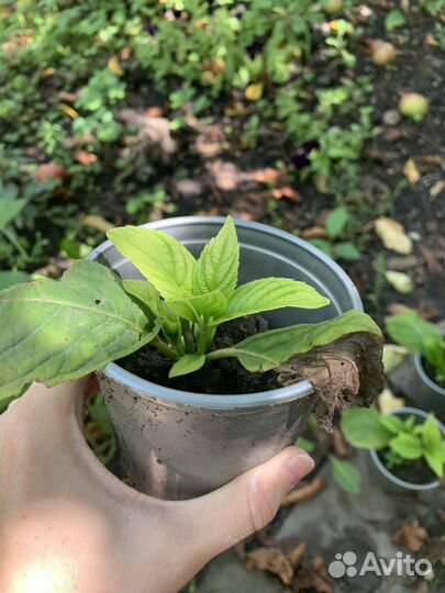 Гортензия крупнолистная черенки