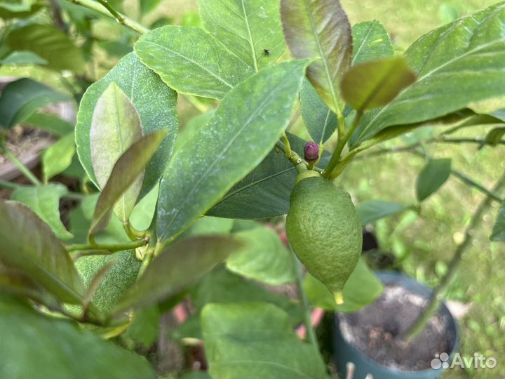 Лимон лунарио павловский укорененные черенки