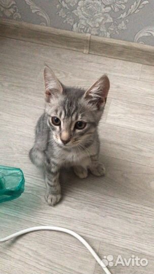 Котёнок весёлый, игривый в добрые руки