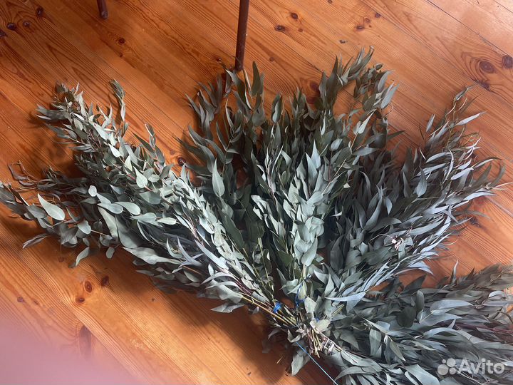 Веники серебристого эвкалипта