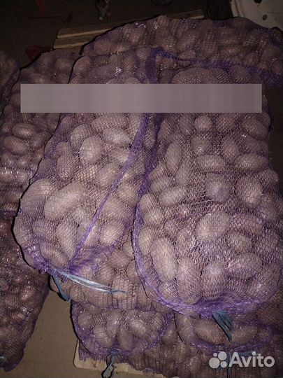 Крупная картошка, сорт аврора