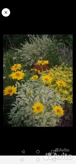 Цветы многолетние