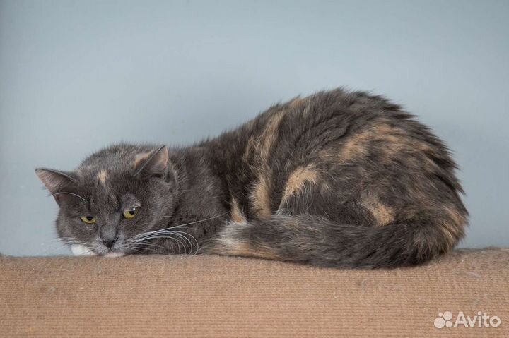 Кошка Леся в добрые руки бесплатно