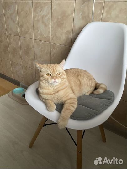 Кот для вязки