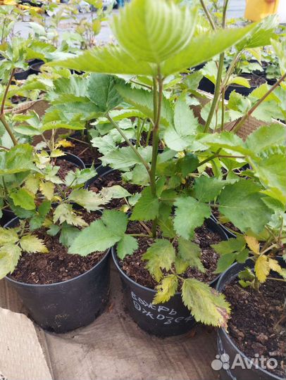 Саженцы ежевики