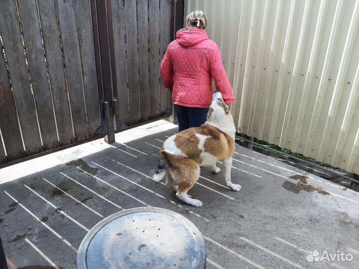 Продается девочка сао