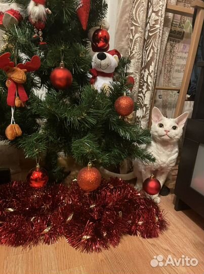 Девон-рекс вязка