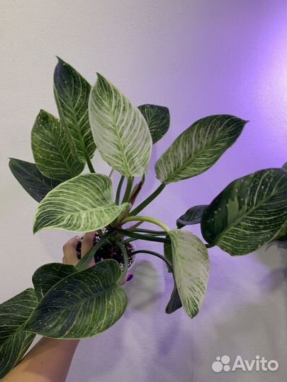 Филодендрон биркин