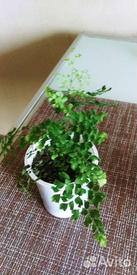 Папоротник адиантум-венерин волос