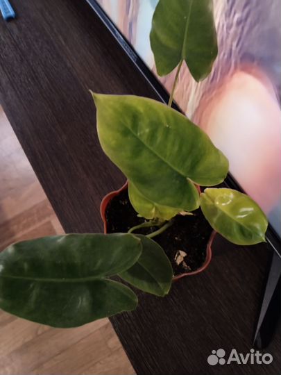 Филодендрон
