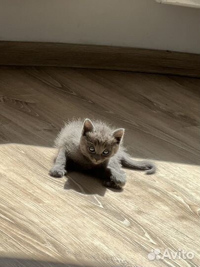 Котятки только в добрые руки