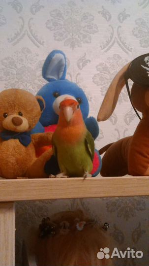 Продам птенцов попугая неразлучника