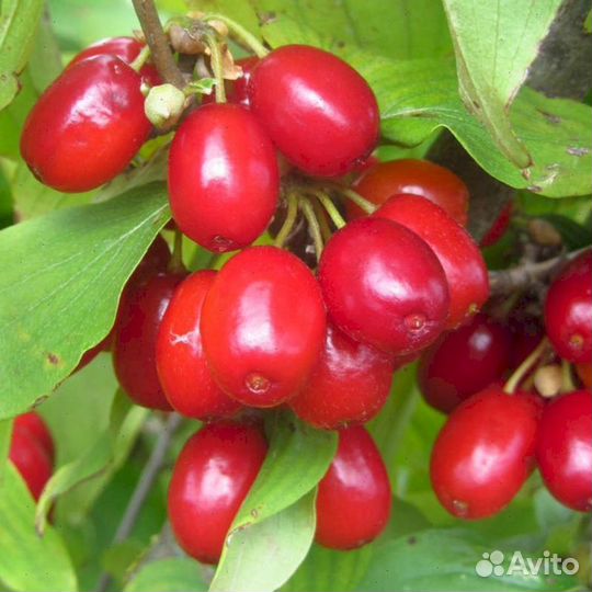 Саженцы кизила Елена