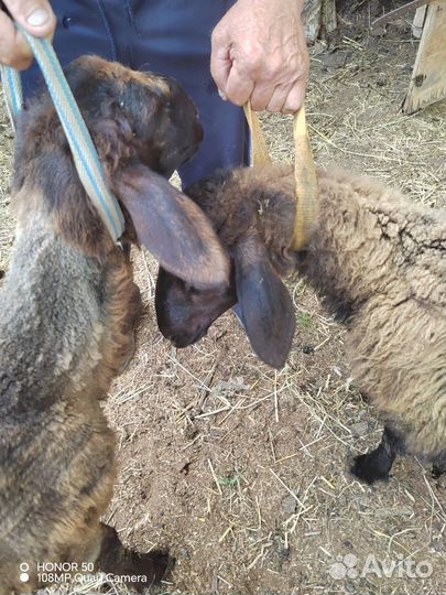 Овцы бараны