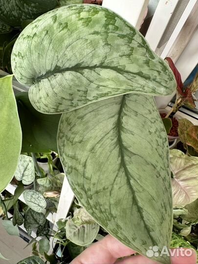 Сциндапсус Сильвер клауд