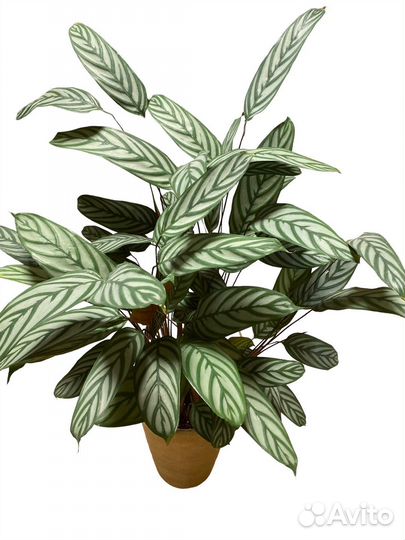 Ктенанта 130 см