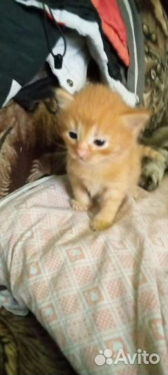 Котята в добрые руки бесплатно