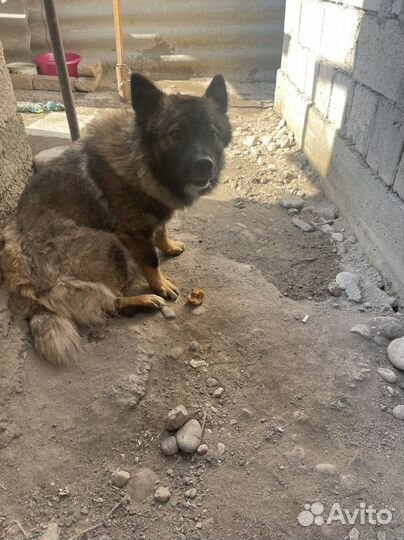 Собака ищет дом