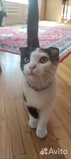 Кошка бесплатно