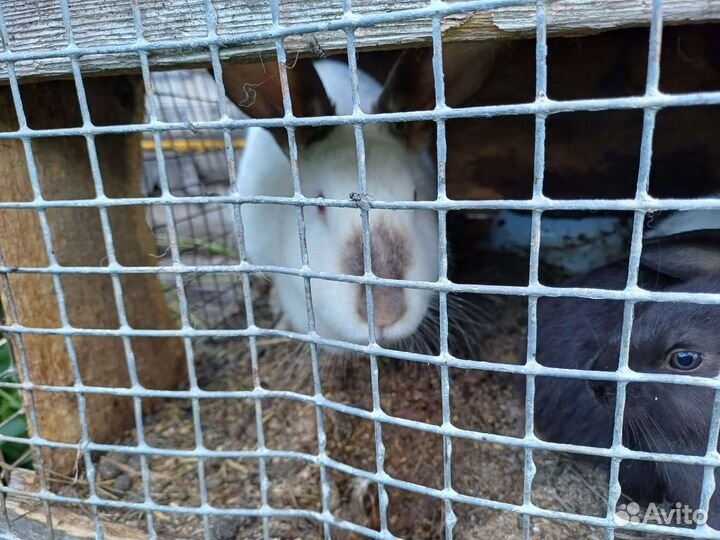 Продам кроликов