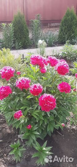 Пионы, Деффенбахия Визувий