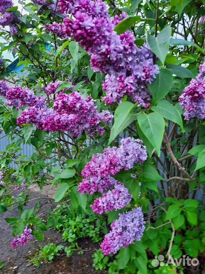 Сирень махровая