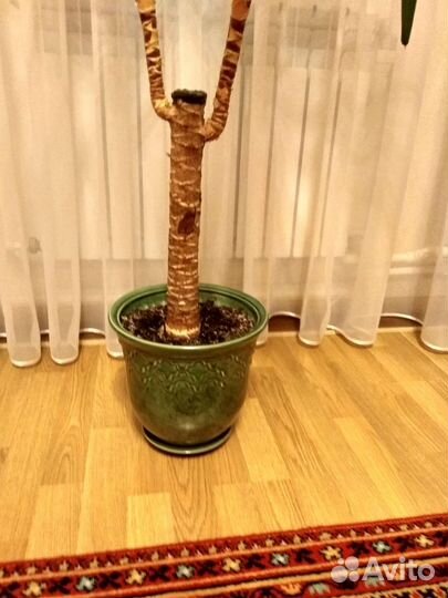 Пальма юкка