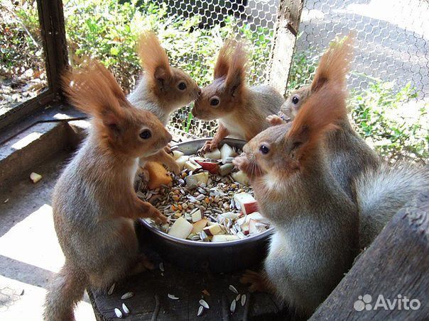 Белки Бурундуки