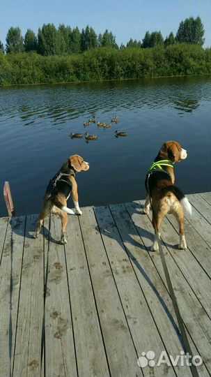 Передержка животных