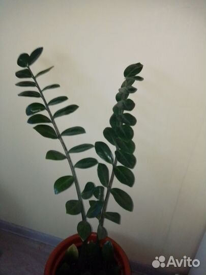 Замиокулькас