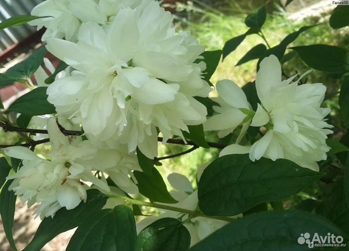 Жасмин сорт Жемчуг,черенки, семена