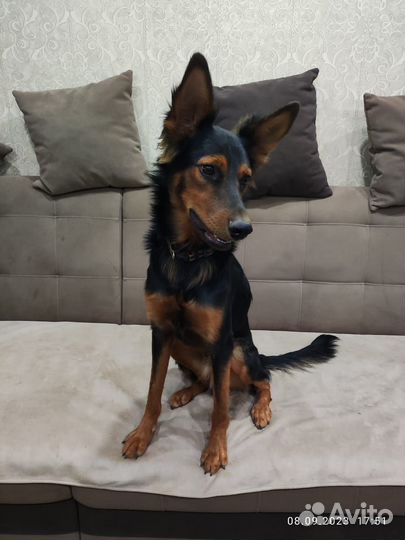 Собака в добрые руки