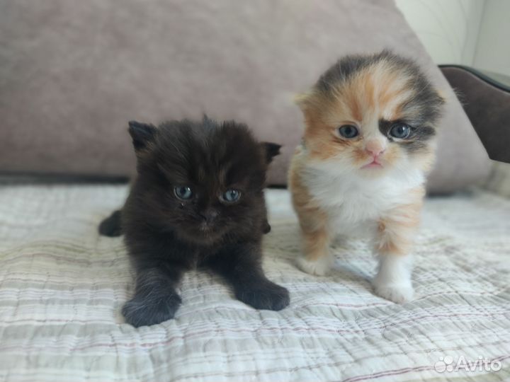 Шотландские вислоухие котята