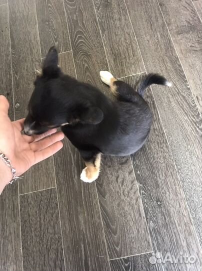 Щенок Девочка