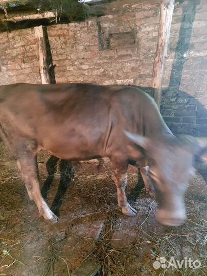 Бычки телачки