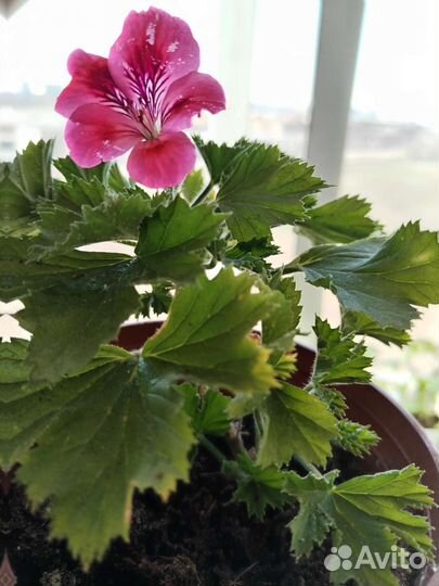 Пеларгония герань душистая