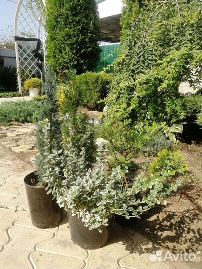 Декоративные растения для сада. Туи, можжевельники