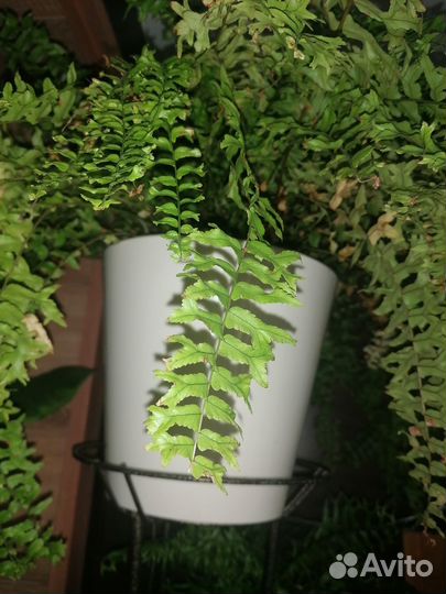 Папоротники сортовые