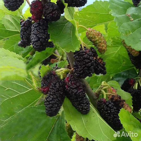 Саженцы шелковицы