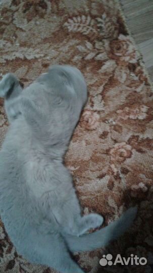 Отдам бесплатно