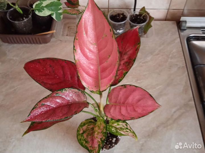 Аглаонема сортовая