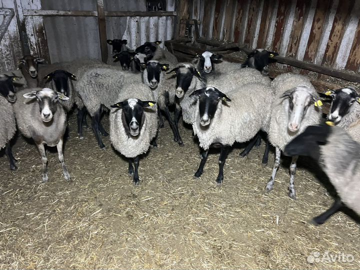 Бараны овцы стадо