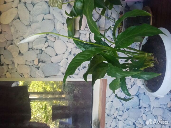 Спатифиллум