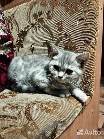 Кошка ласковая в дар