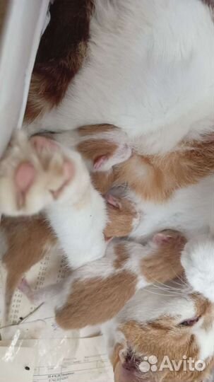 Котята на бронь